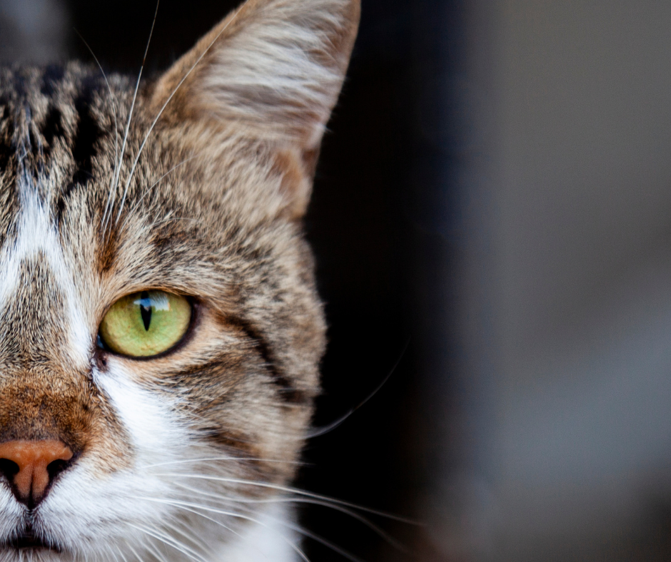 nur eine Katze