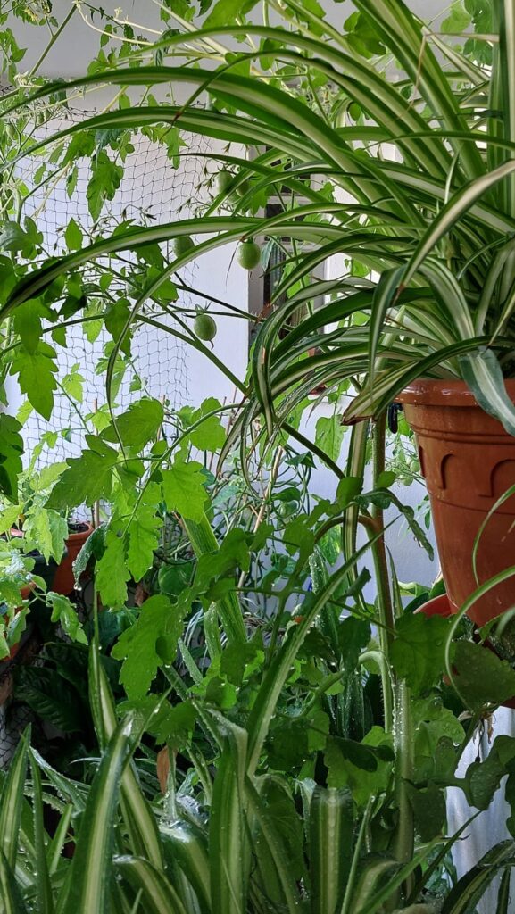 Blick aus meinem Badezimmerfenster auf all meine Pflanzen