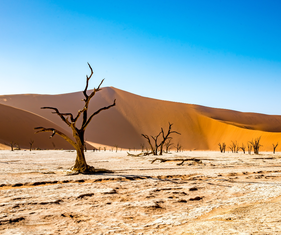 eine karge Wüstenlandschaft mit vertrockneten Bäumen