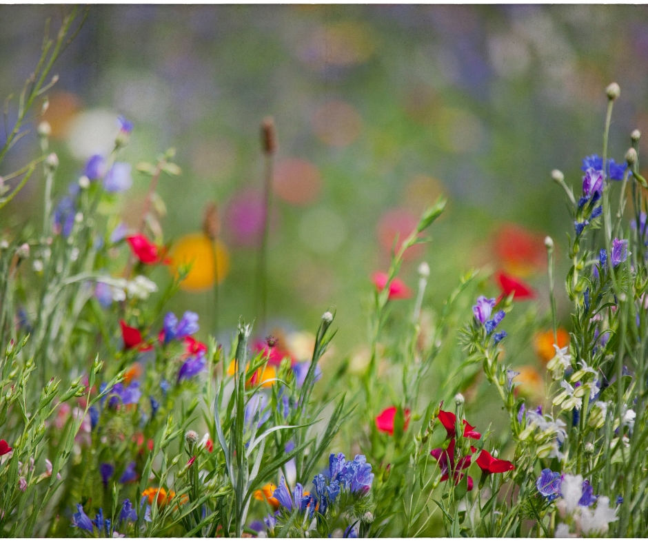 eine Blumenwiese
