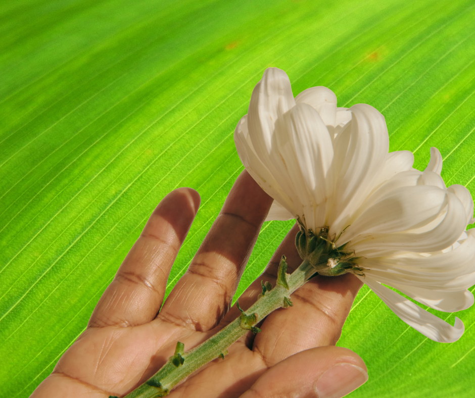 grüner Hintergrund, davor eine Hand die eine weiße Blume hält
