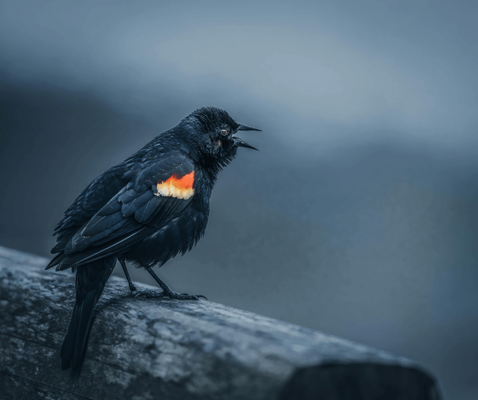 Ein schwarzer Vogel mit einer auffallenden gelbroten markierung am Flügel sitzt auf einem Ast und singt