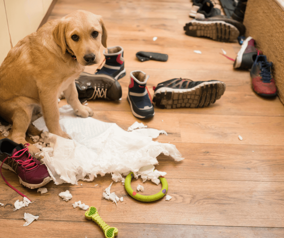 Ein junger Hund hat Chaos verursacht und schaut mit schuldbewußtem Blick nach oben