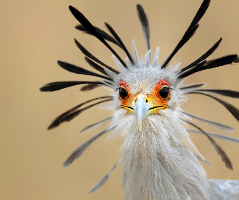 ein Sekretärvogel