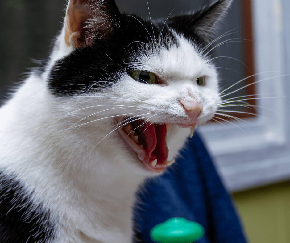 eine wütend fauchende schwarz weiße Katze, sie zeigt deutlich ich bin sauer, ich habe Wut im Bauch
