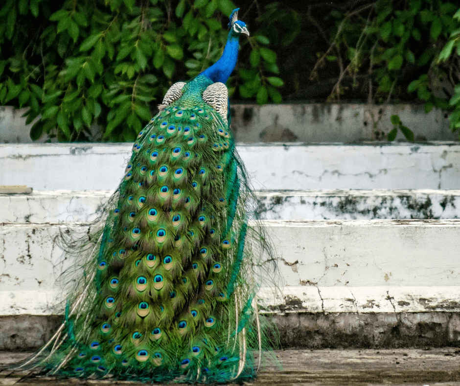 ein Pfau mit seinen herrlichen schwanzfedern von hinten