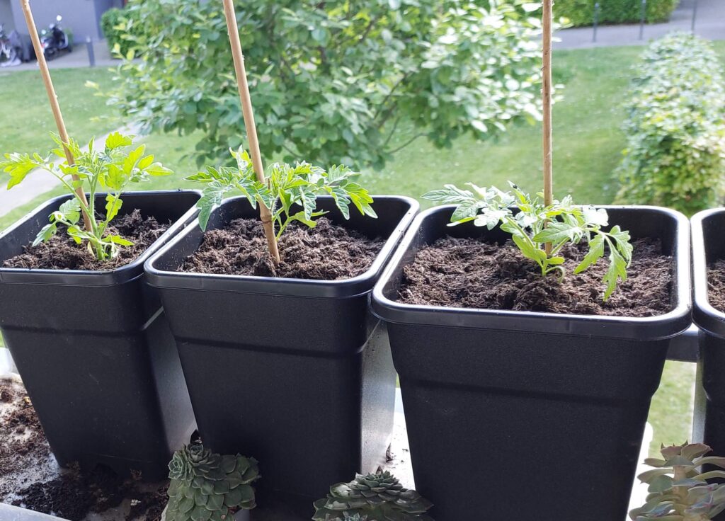 Meine Tomatenpflanzen, als sie noch relativ klein waren