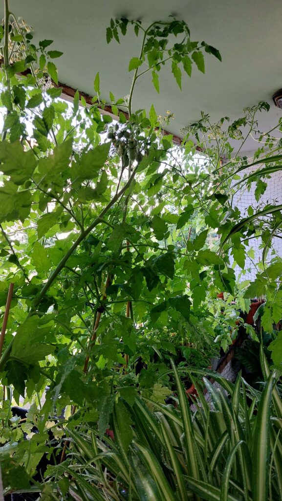 Ein Blick aus der Küche auf meinen Balkondschungel, ich liebe es