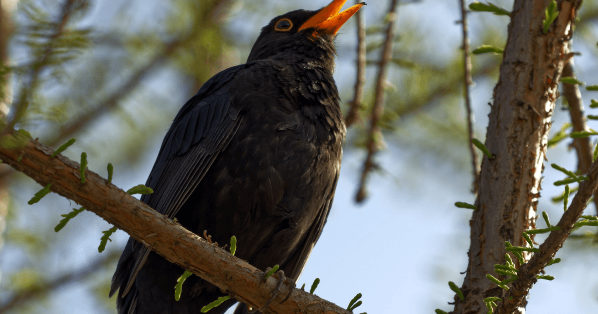einfach nur ein schwarzer Vogel auf einem Ast, für Professionell angekotzt ist mir nix sinnvolleres eingefallen